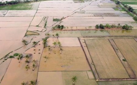Mentan Terapkan Padat Karya untuk Rehabilitasi Sawah Pascabencana di Aceh dan Sumatera